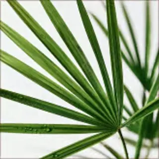 Saw Palmetto