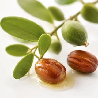 Jojoba
