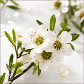 Manuka Oil