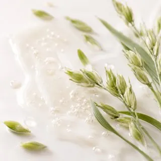 Lactobacillus / Rye Ferment